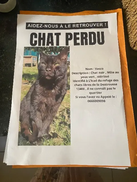 chat lost    Aix-en-Provence Vasco