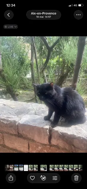 chat lost    Aix-en-Provence Chocolaté