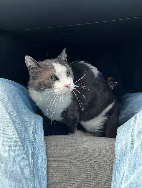 gato perdido Aix-en-Provence Dexter gato lost Aix-en-Provence Dexter