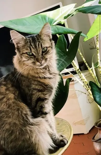 chat lost    Aix-en-Provence Framboise