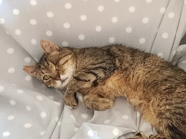 cat lost    Aix-en-Provence Galaxie