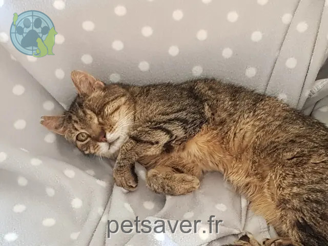 gato perdido Aix-en-Provence Galaxie gato lost Aix-en-Provence Galaxie