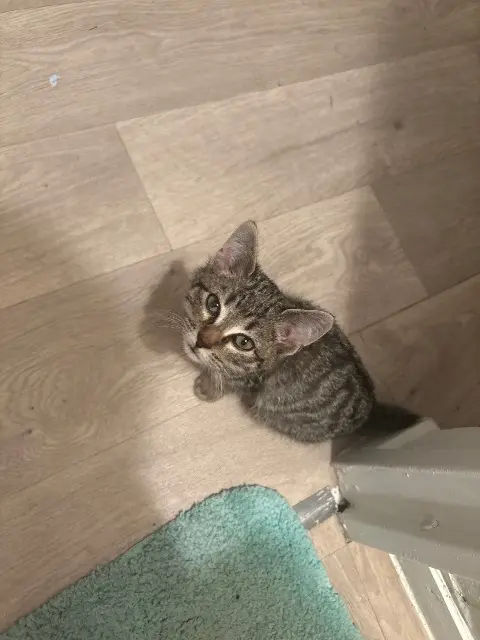 chat lost    Aix-en-Provence Mavie