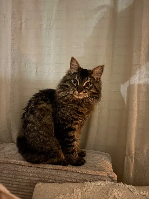 chat lost    Aix-en-Provence Milo