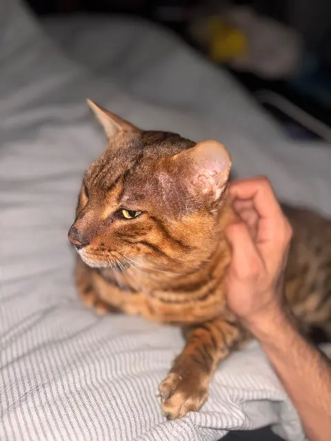 chat lost    Aix-en-Provence Sherkhan