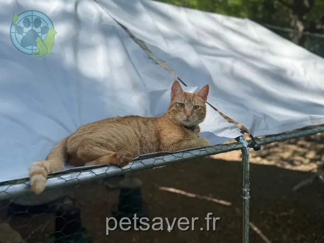 gato perdido Aix-en-Provence Whisky gato lost Aix-en-Provence Whisky