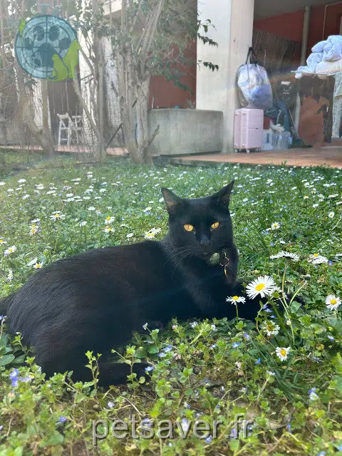 chat lost    Aix-en-Provence Zorro