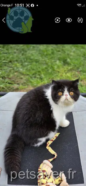chat lost   13250 Saint-Chamas Albert