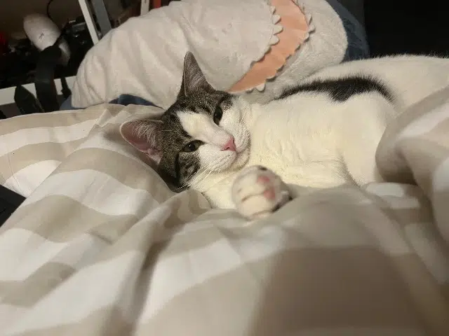 chat lost   13100 Le Tholonet Alcor