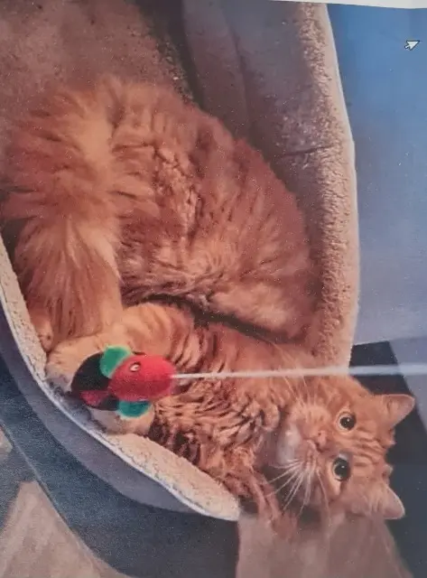 gato lost   13780 Cuges-les-Pins Alvin