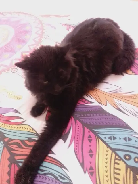 gato lost   13190 Allauch Amonra