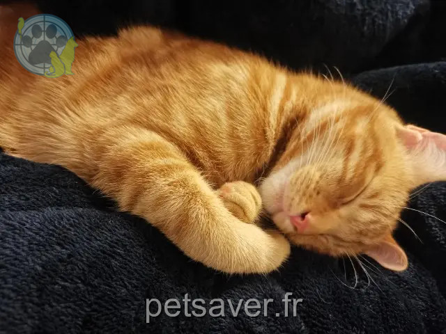 Kater vermisst Arles Ares Kater lost Arles Ares
