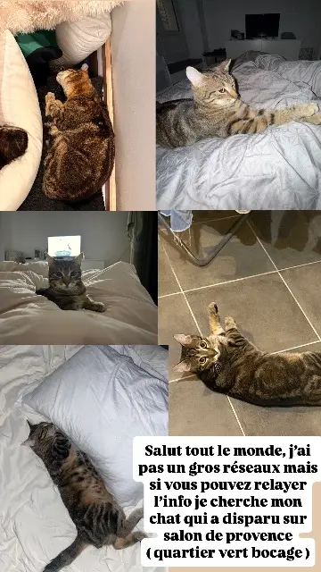 chat lost   13300 Salon-de-Provence Ares