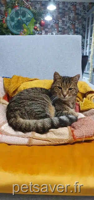 gatto perso 13127 Vitrolles Ariel gatto lost 13127 Vitrolles Ariel