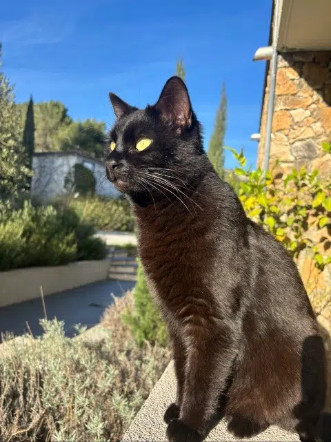 chat lost   13390 Auriol Arlo