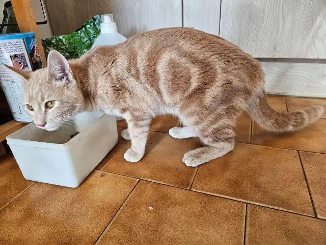 chat lost   13250 Saint-Chamas Aslan