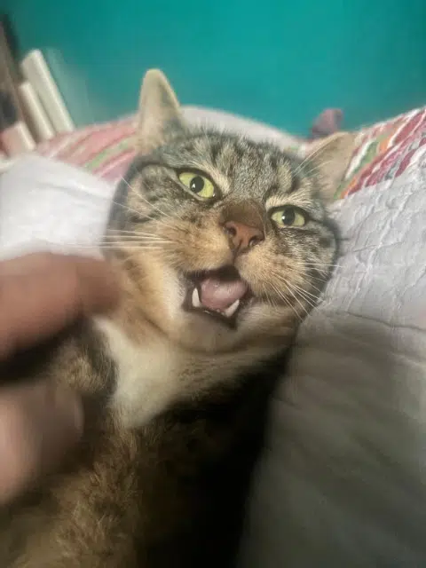 chat lost   13450 Grans Ayrton