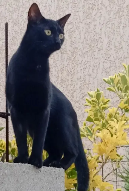 chat lost   13180 Gignac-la-Nerthe Baghera
