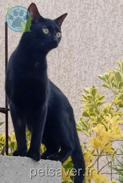 kater vermist 13180 Gignac-la-Nerthe Baghera kater lost 13180 Gignac-la-Nerthe Baghera