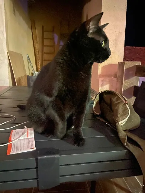 chat lost   13710 Fuveau Batman