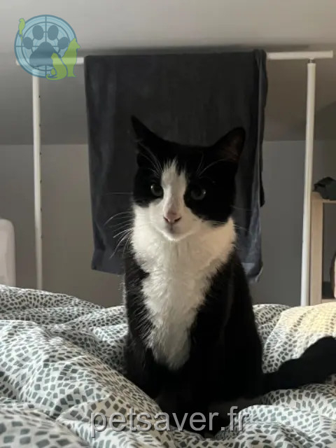gato perdido 13210 Saint-Rémy-de-Provence Bechamel gato lost 13210 Saint-Rémy-de-Provence Bechamel