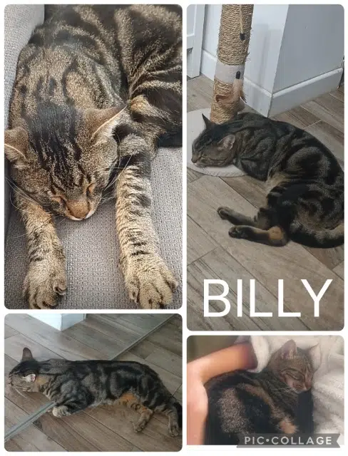 chat lost    Istres Billy