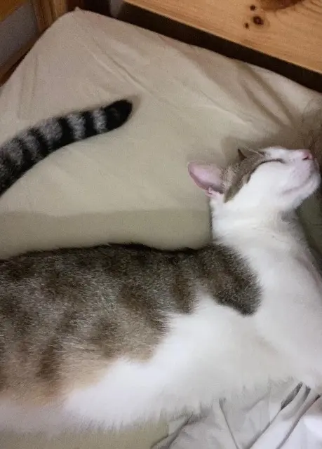 chat lost   13300 Salon-de-Provence Billy