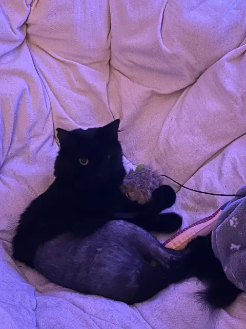 cat lost 13770 Venelles Binouze cat lost 13770 Venelles Binouze