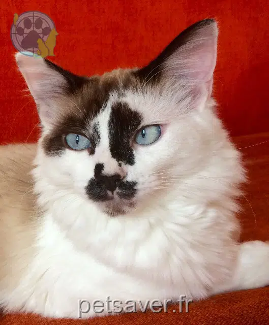 gato perdido 13190 Allauch Biscuit gato lost 13190 Allauch Biscuit