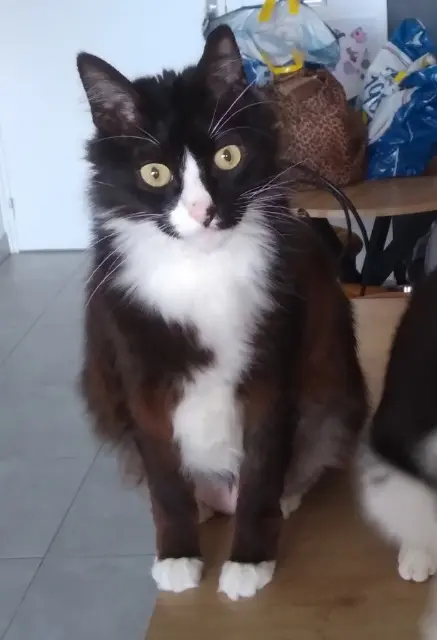chat lost   13300 Salon-de-Provence Bizness