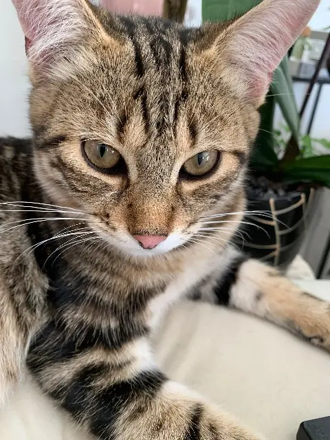 chat lost   13750 Plan-d'Orgon Broly