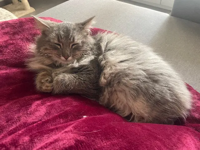 chat lost   13790 Rousset Bunny