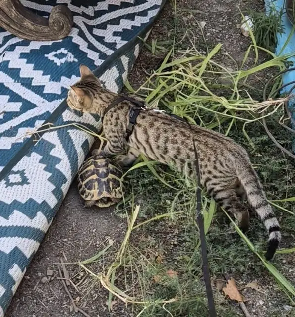chat lost   13830 Roquefort-la-Bédoule Capuche
