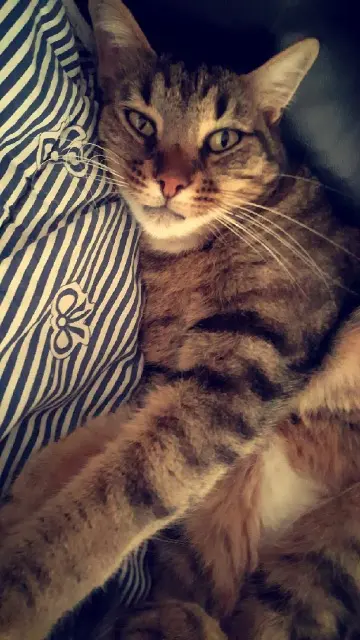 chat lost   13170 Les Pennes-Mirabeau Caramel