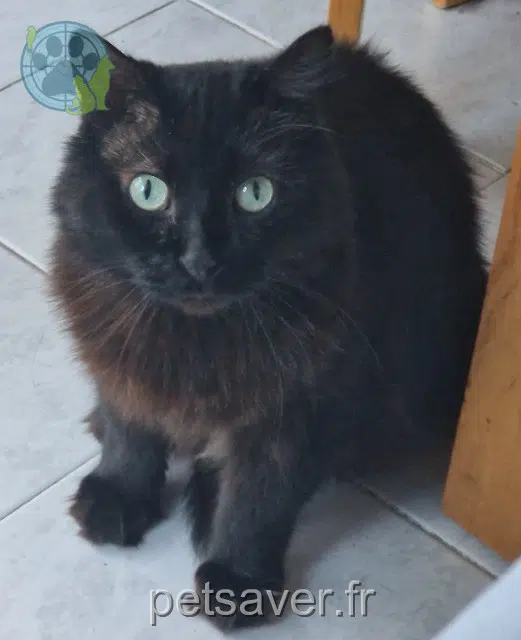 chat lost 13600 La Ciotat Chacha