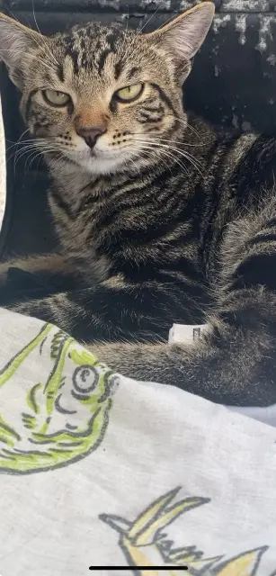 chat lost    Arles Chanel