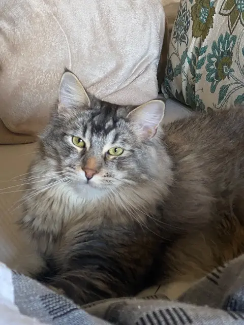 chat lost    Istres Cookie