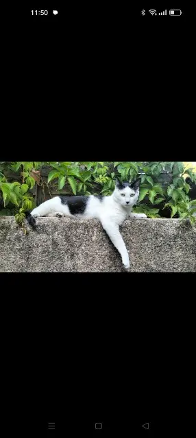 chat lost   13190 Allauch Domino