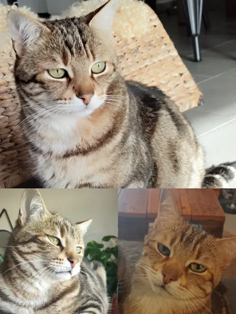 chat lost   13680 Lançon-Provence Dowi