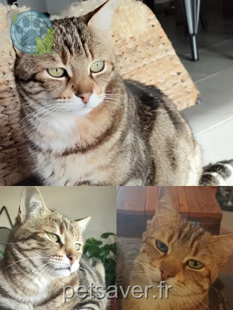 gato perdido 13680 Lançon-Provence Dowi gato lost 13680 Lançon-Provence Dowi