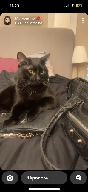 chat lost   13770 Venelles Elie