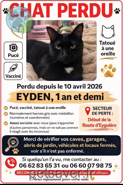 chat lost   13300 Salon-de-Provence Eyden