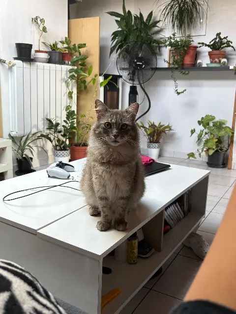 chat lost    Arles Felix