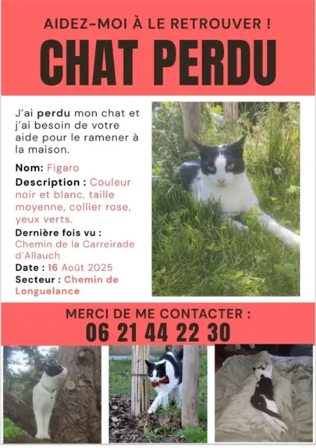 cat lost 13400 Aubagne Figaro cat lost 13400 Aubagne Figaro