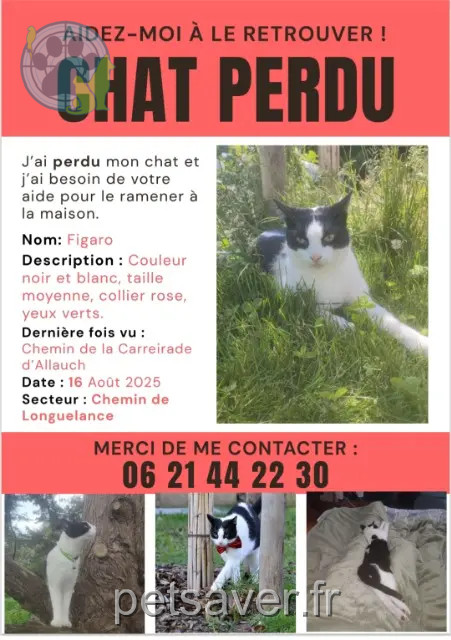 chat perdu 13400 Aubagne Figaro chat lost 13400 Aubagne Figaro