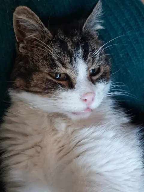 chat lost   13760 Saint-Cannat Flèche