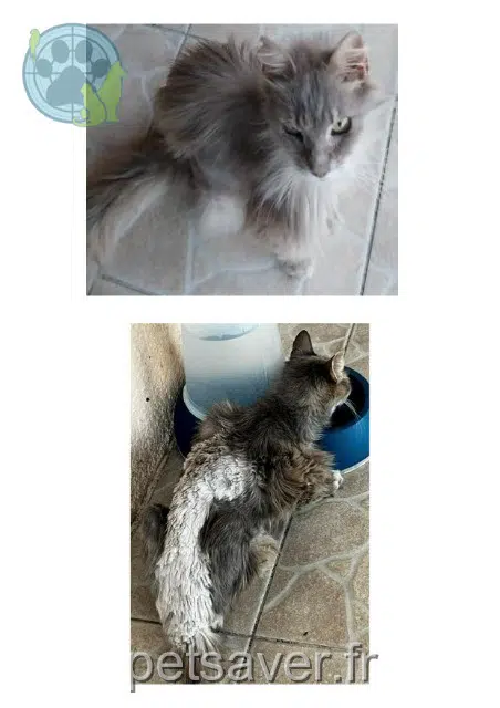 cat lost 13180 Gignac-la-Nerthe Grisou cat lost 13180 Gignac-la-Nerthe Grisou