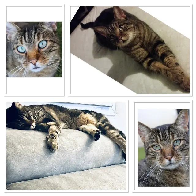 chat lost   13180 Gignac-la-Nerthe Guizmo