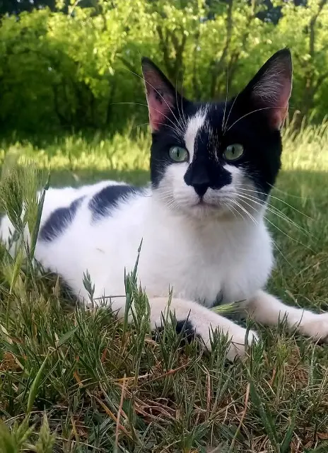 chat lost   13660 Orgon Gus