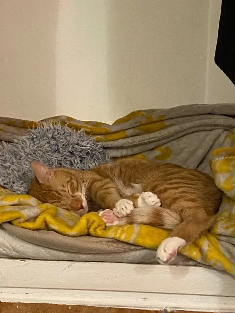 gato perdido 13820 Ensuès-la-Redonne Hassan gato lost 13820 Ensuès-la-Redonne Hassan